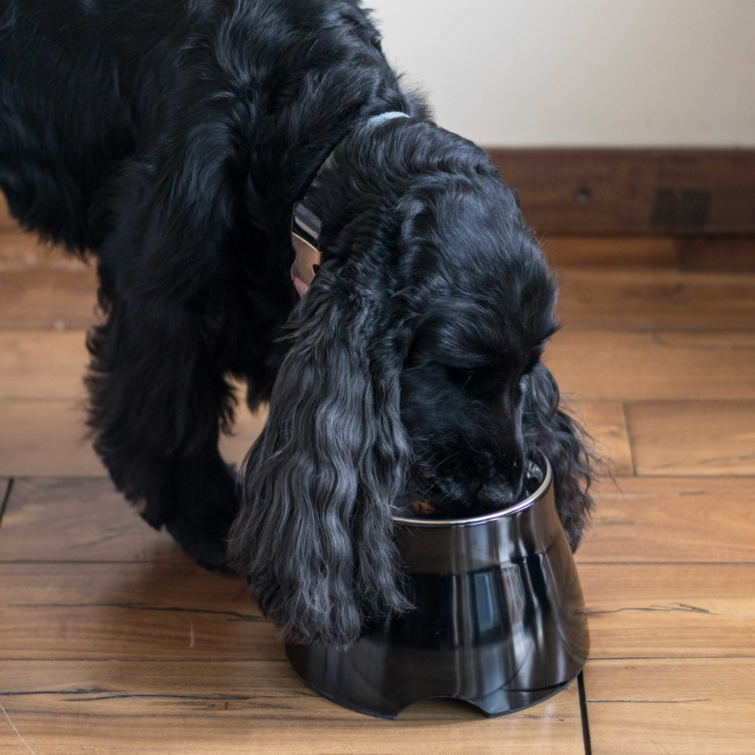 Bowls for dogs with long ears | Cocker Spaniel Dog Bowls