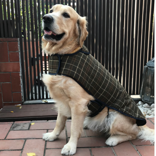 Clothes for dogs online India | Plaid wool winter coat | PoochMate