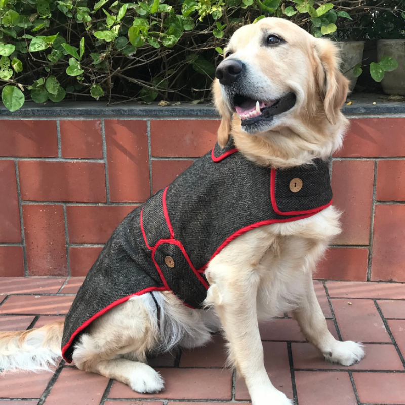Buy Tweed Coats Online in India Luxury Dog Clothes PoochMate