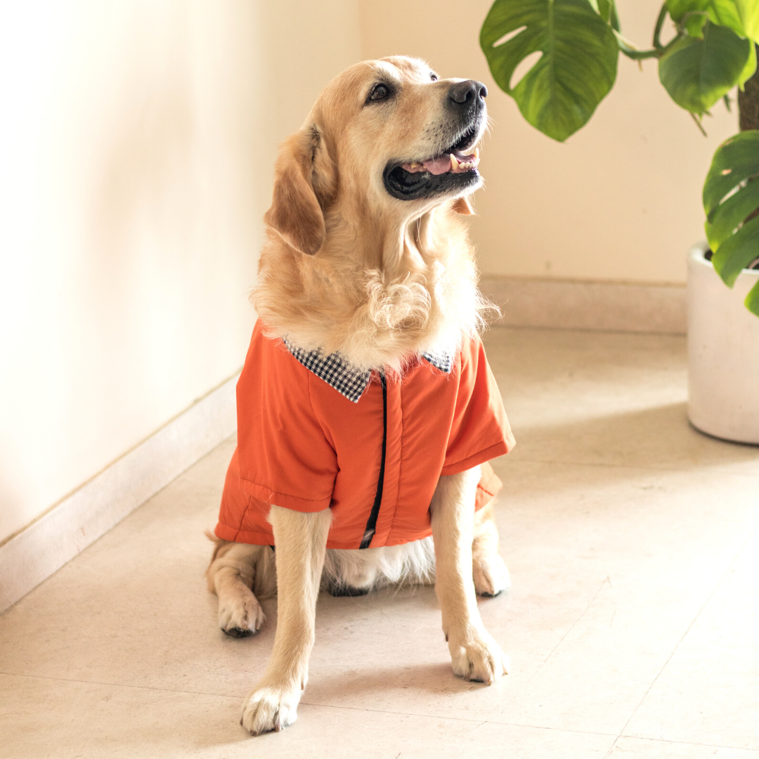Dog Clothes online India| Dog winter jackets by PoochMate