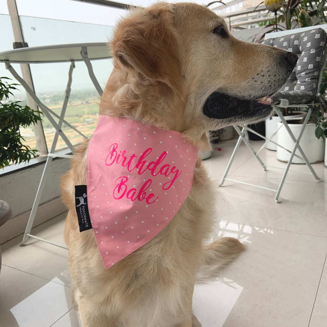 PoochMate Birthday Babe Bandana for Dogs