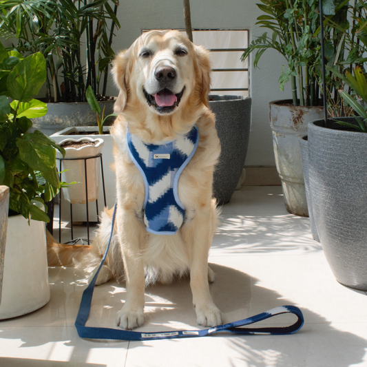 PoochMate X The Ikat Story : Blue Ikat Dog Harness