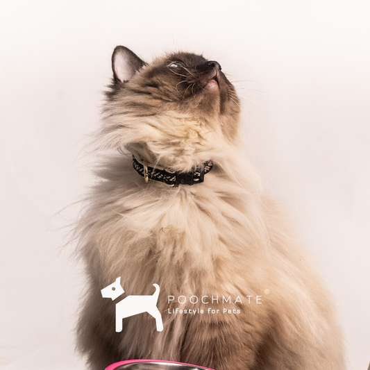 Light Cat Collars | Cotton collars for Cats online India