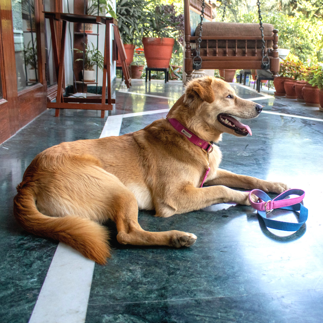 Dog Collar and leash Set | Cotton Dog Collars India | PoochMate
