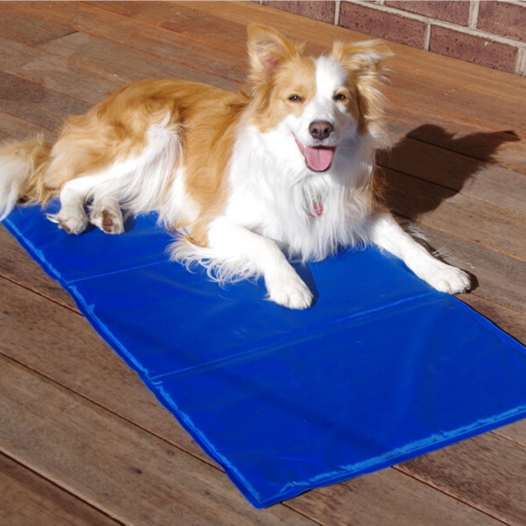 Cooling mats for dogs India | Dog Cooling bed online India