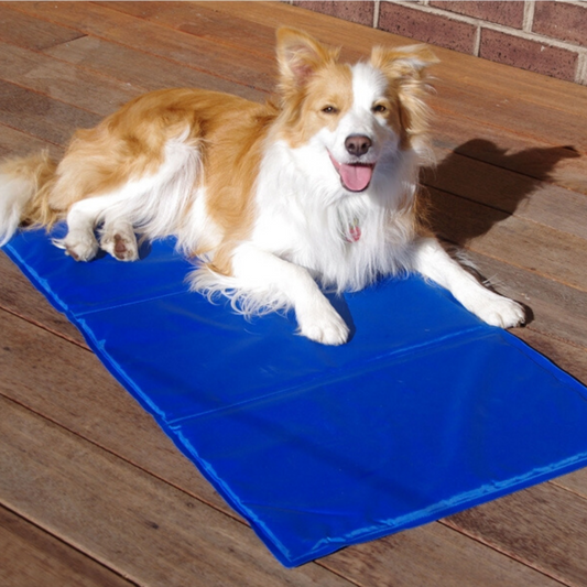 Cooling mats for dogs India | Dog Cooling bed online India