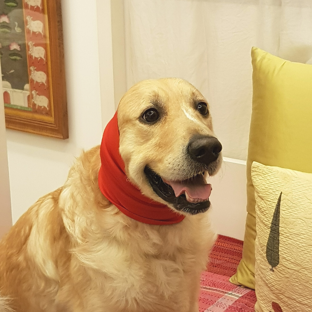 Dog Ear Muffs | Dog Ear Muffs for controlling sound