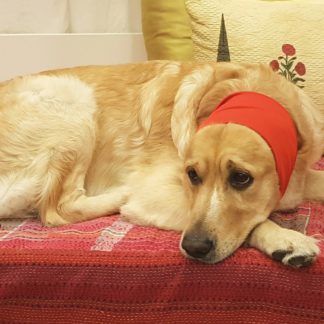 Anti Anxiety Dog Ear Muffs Buy Ear Muffs For Dogs PoochMate anti-anxiety-dog-ear-muffs-buy-ear-muffs-for-dogs-poochmate