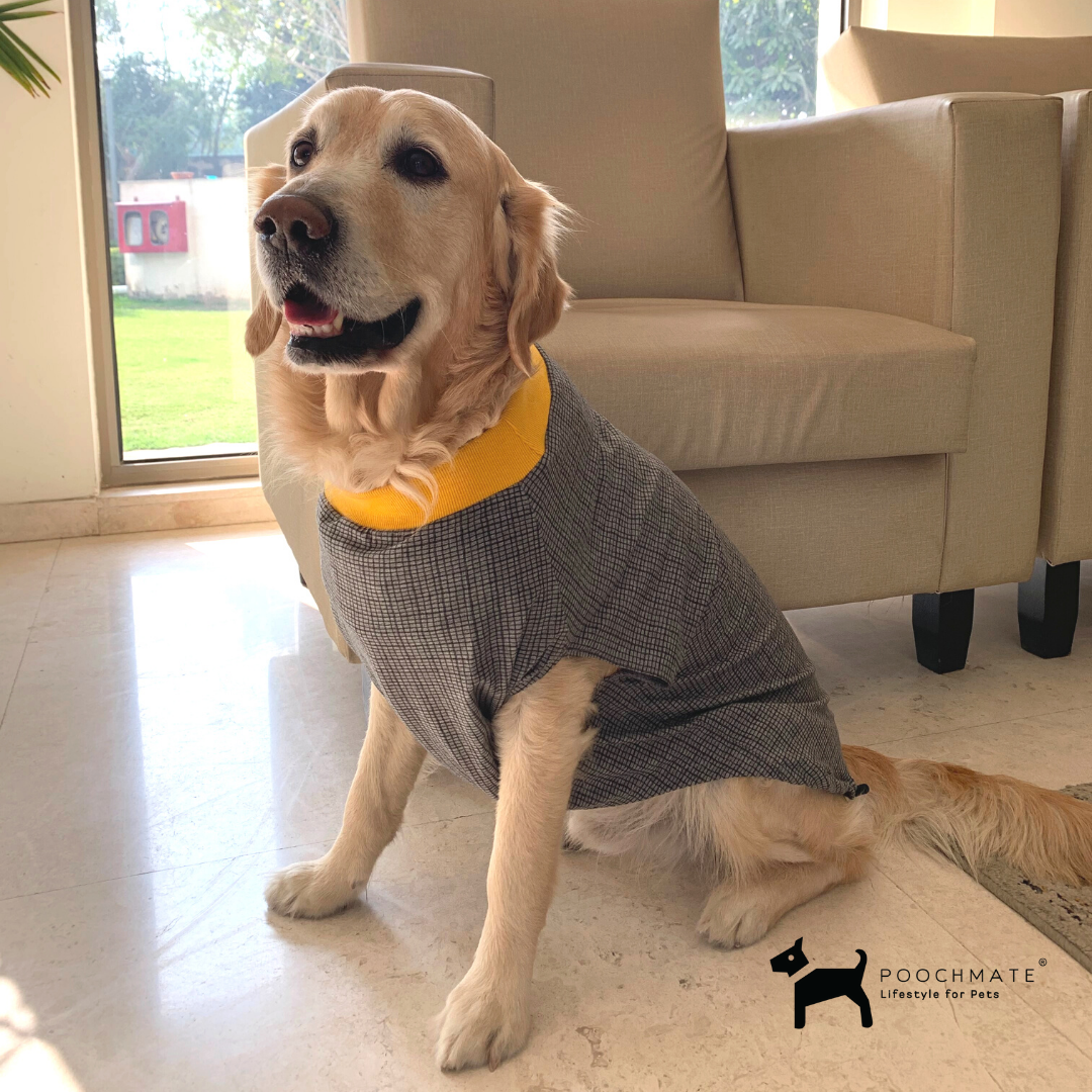 Dog T Shirt online India | Summer dog clothes online