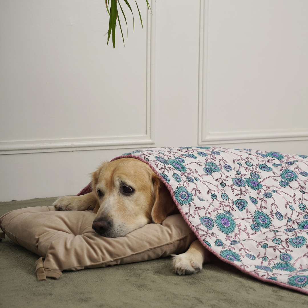 Pet Blankets online India| Blankets for dogs online India