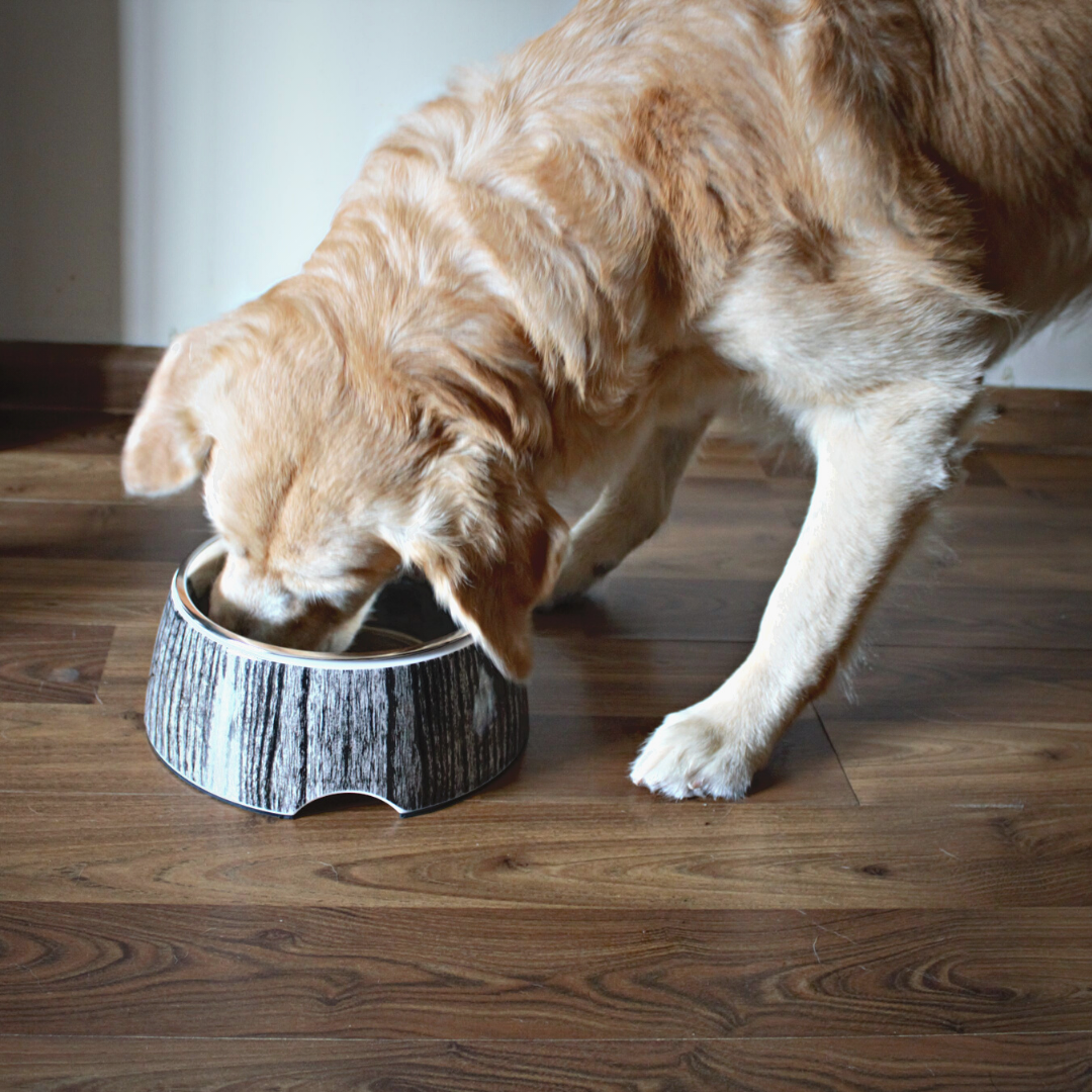 Dog bowls for labrador | Dog bowls online India