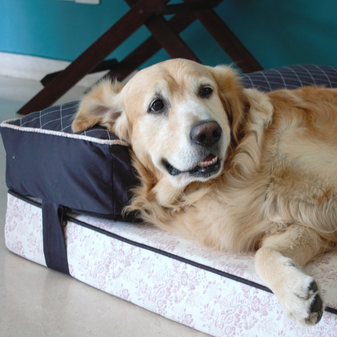 Memory Foam Dog Beds Online India| Orthopedic Dog Beds India