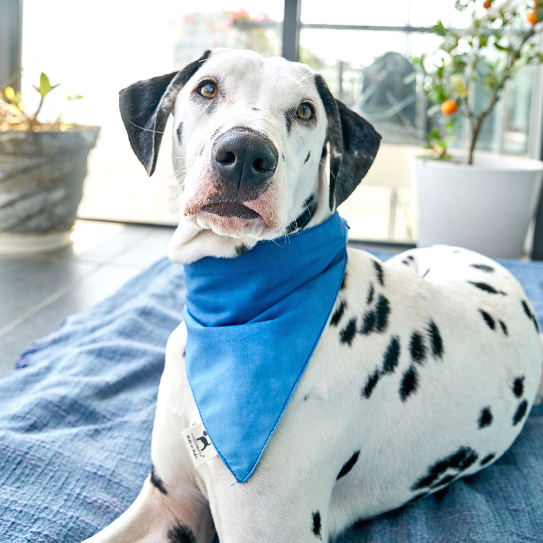 Dog Bandana Online India | Ombre Dog Bandana 