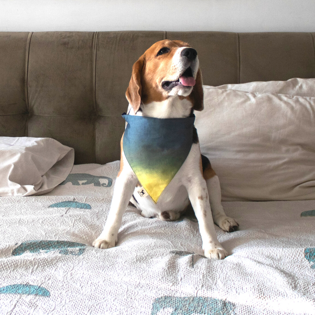 Dog Birthday Gifts online India | Dog Bandana online India