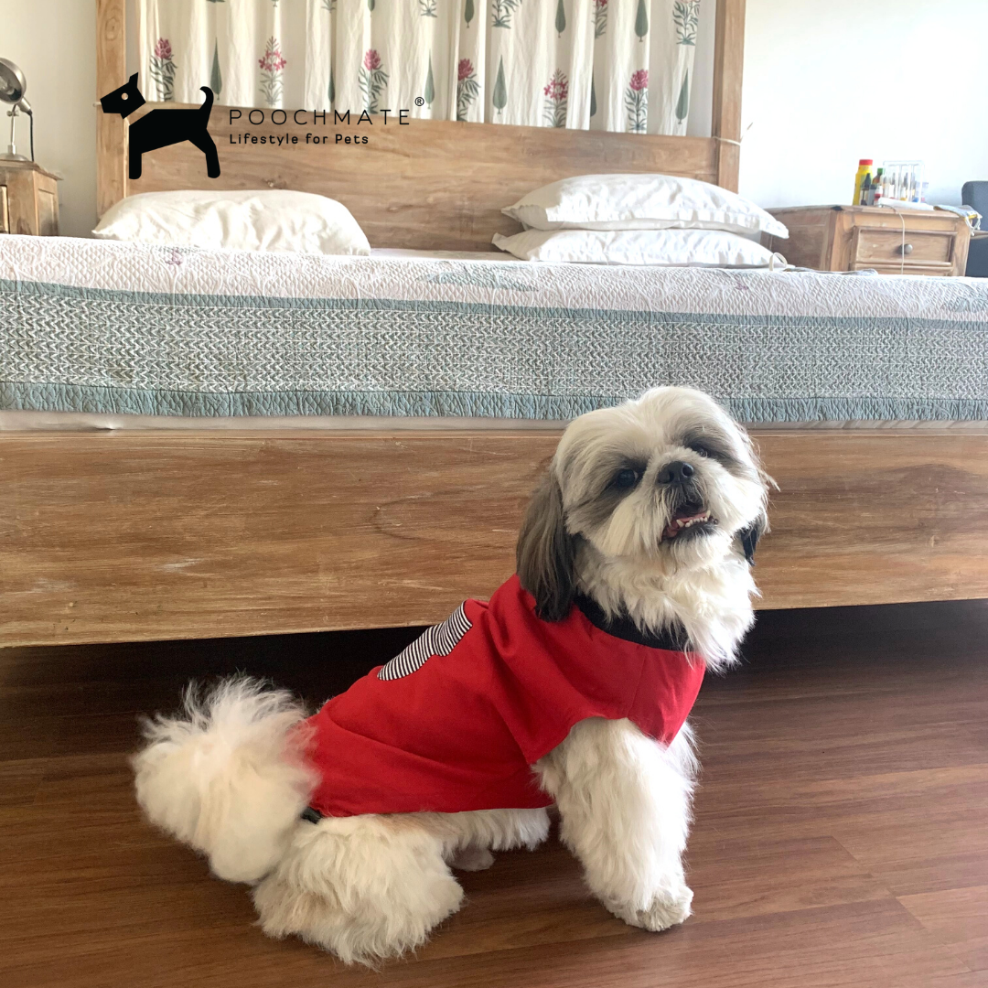 Shih Tzu Dog Clothes online India | Clothes for small dogs online India