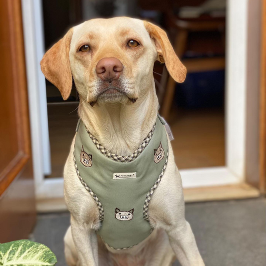 PoochMate Sage Piggy Squad Dog Harness & Lead Set