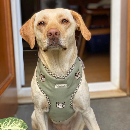 PoochMate Sage Piggy Squad Dog Harness