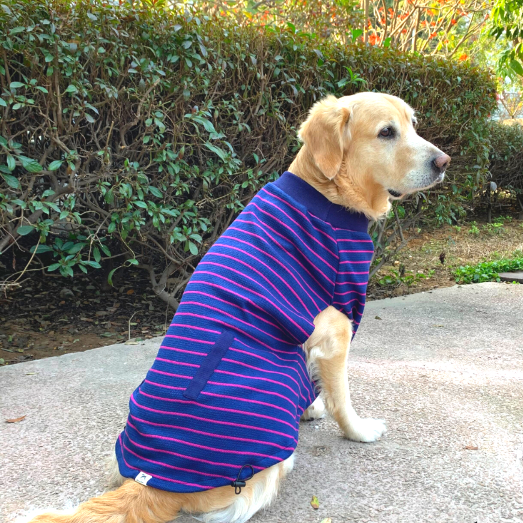 T Shirt for dogs India | Buy dog clothes online in India